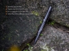 Pildspalva FENIX T5 Tactical